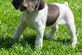 German shorthaired pointers