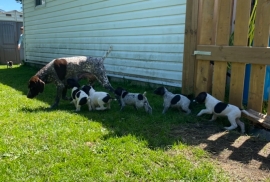 German shorthaired pointers