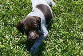 German shorthaired pointers