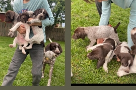 German shorthaired pointers
