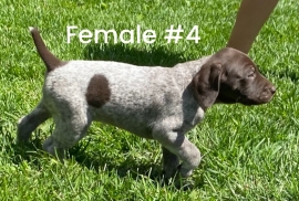 German shorthaired pointers