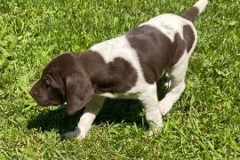 German shorthaired pointers