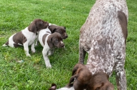 German shorthaired pointers