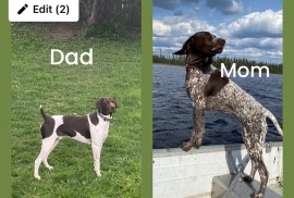 German shorthaired pointers