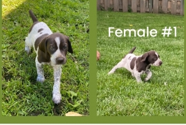German shorthaired pointers