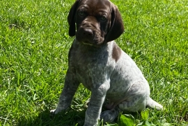 German shorthaired pointers