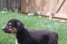 mixed breed