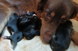 mixed breed