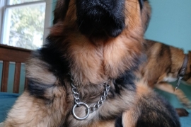 mixed breed