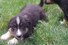 mixed breed