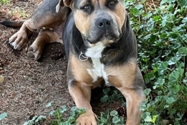 American Bully 