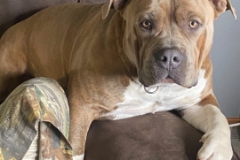 American Bully 
