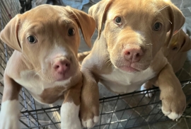 American Bully 