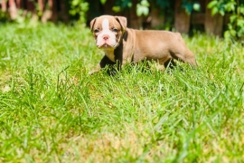 Olde English Bulldog