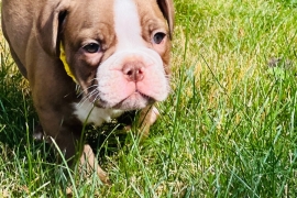 Olde English Bulldog