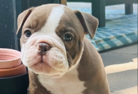 Olde English Bulldog