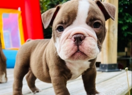 Olde English Bulldog