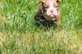 Olde English Bulldog