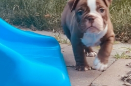 Olde English Bulldog