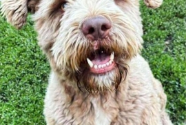 Goldendoodle
