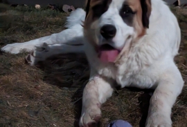 Saint Bernard