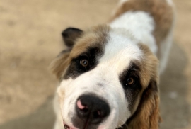 Saint Bernard