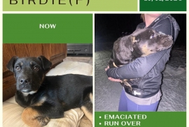 German Shepherd Dog