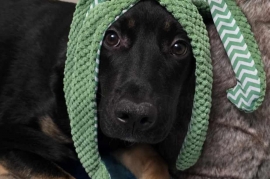 German Shepherd Dog