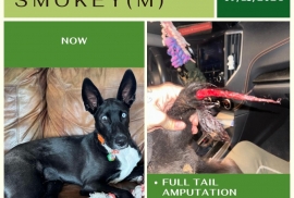 Australian Kelpie
