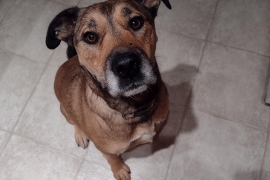 Mixed Breed
