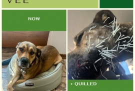Mixed Breed