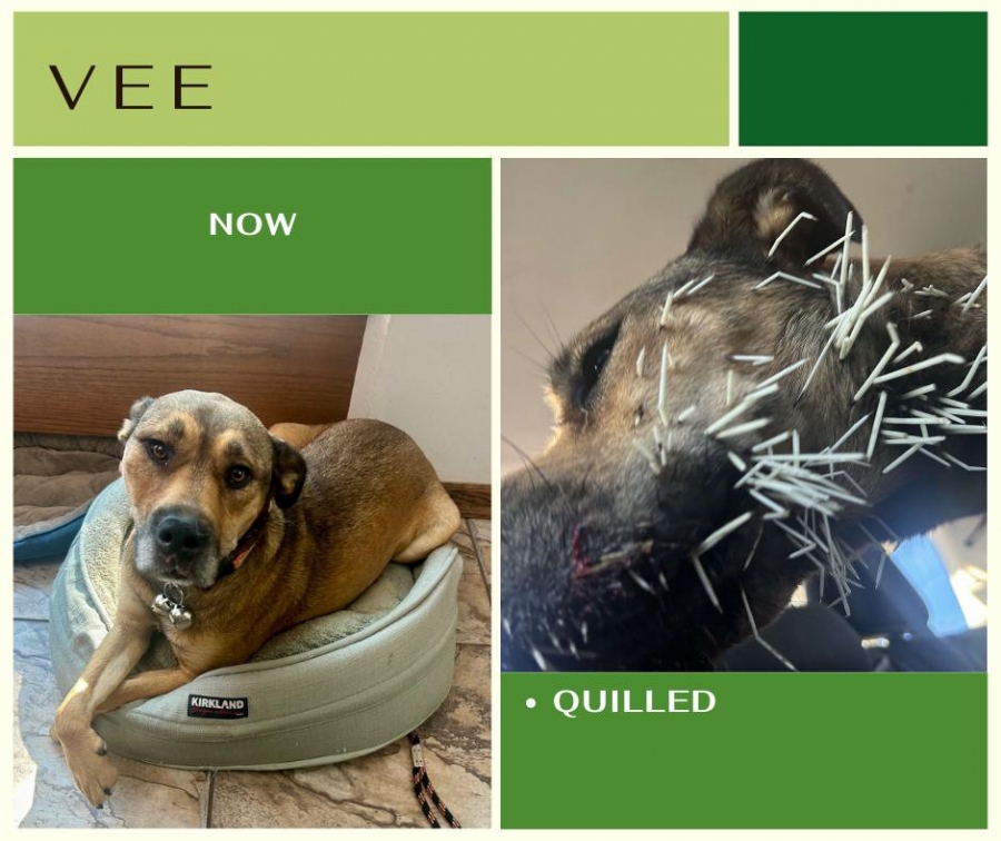 Mixed Breed