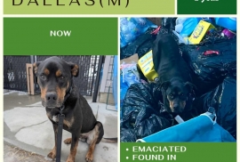 Rottweiler