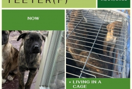 Mastiff