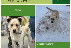 Jindo