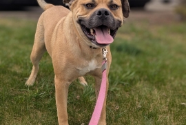 Mastiff