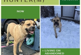 Mastiff