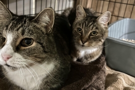 Domestic Short Hair
