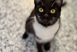 Domestic Short Hair