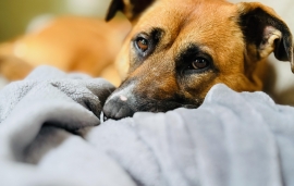 Mixed Breed