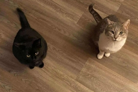 Domestic Short Hair