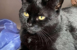 Domestic Short Hair
