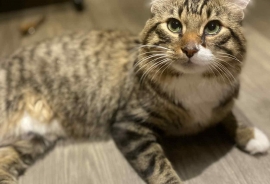 Domestic Medium Hair