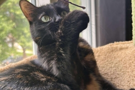 Domestic Medium Hair