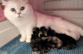 British Shorthair