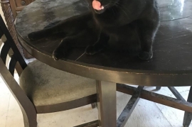 Domestic Medium Hair