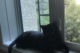 Domestic Medium Hair