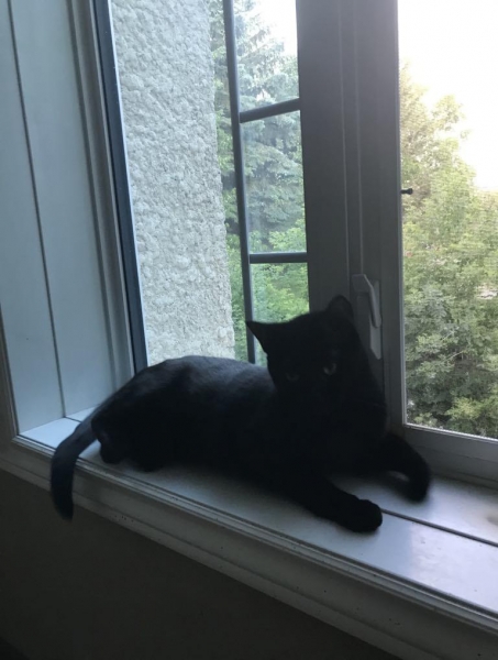 Domestic Medium Hair