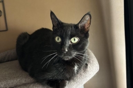 Domestic Short Hair