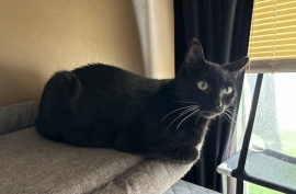 Domestic Short Hair